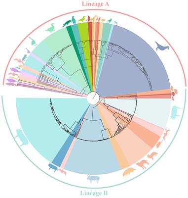 Intra- and inter-host origin, evolution dynamics and spatial-temporal transmission characteristics of circoviruses